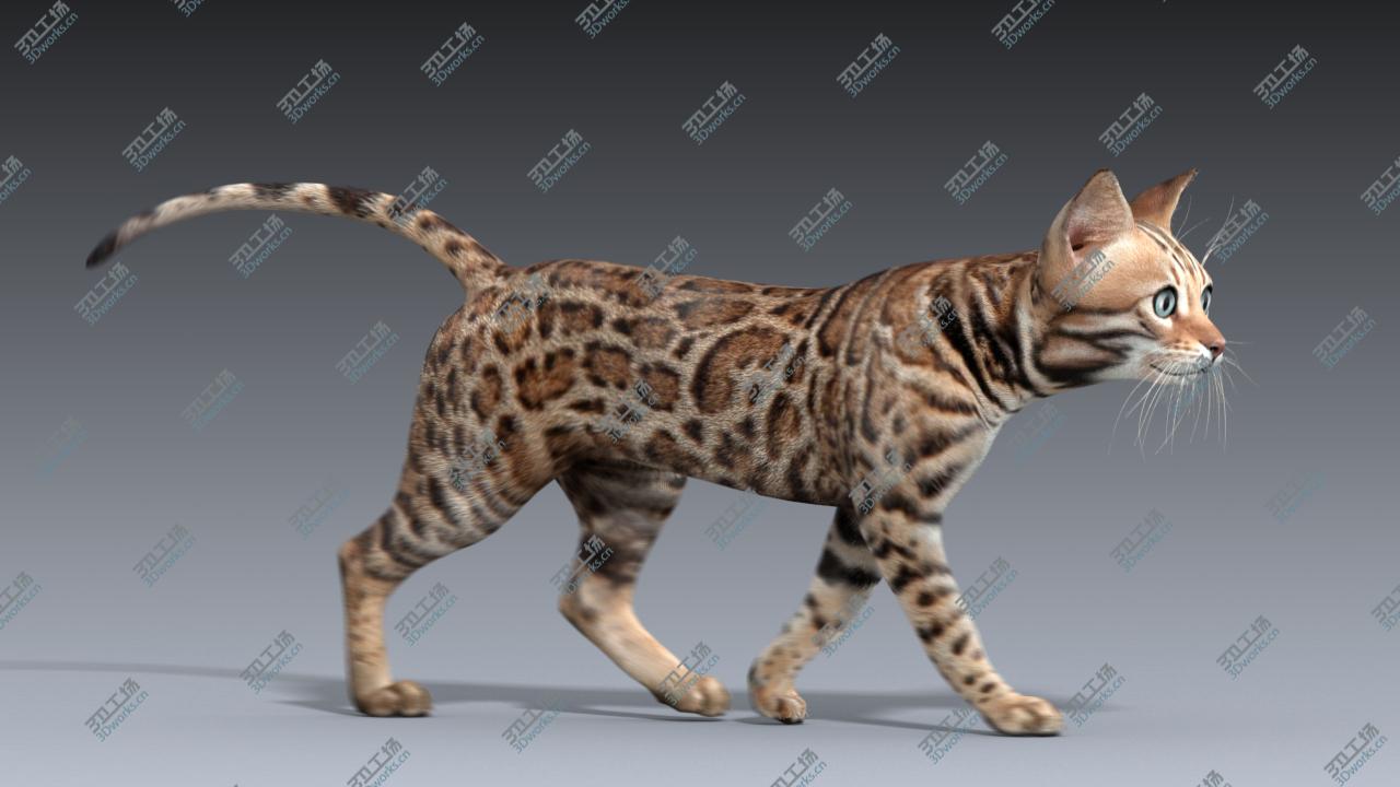 images/goods_img/20210319/Bengal cat(ANIMATED)/3.jpg